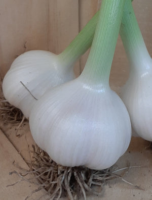 Fresh garlic large