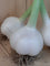 Fresh garlic large