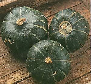 Buttercup Squash