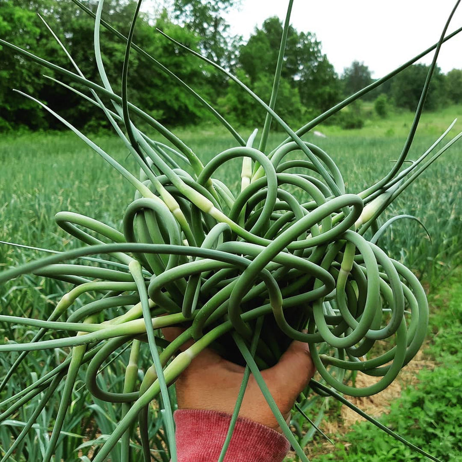 Bunch of Garlic Scapes 1lbs (SNF)
