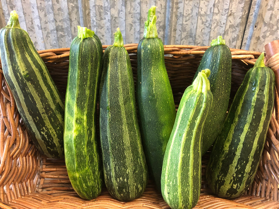 Zucchini (SNF)