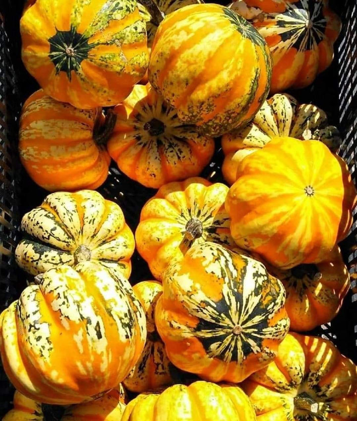 Carnival Squash