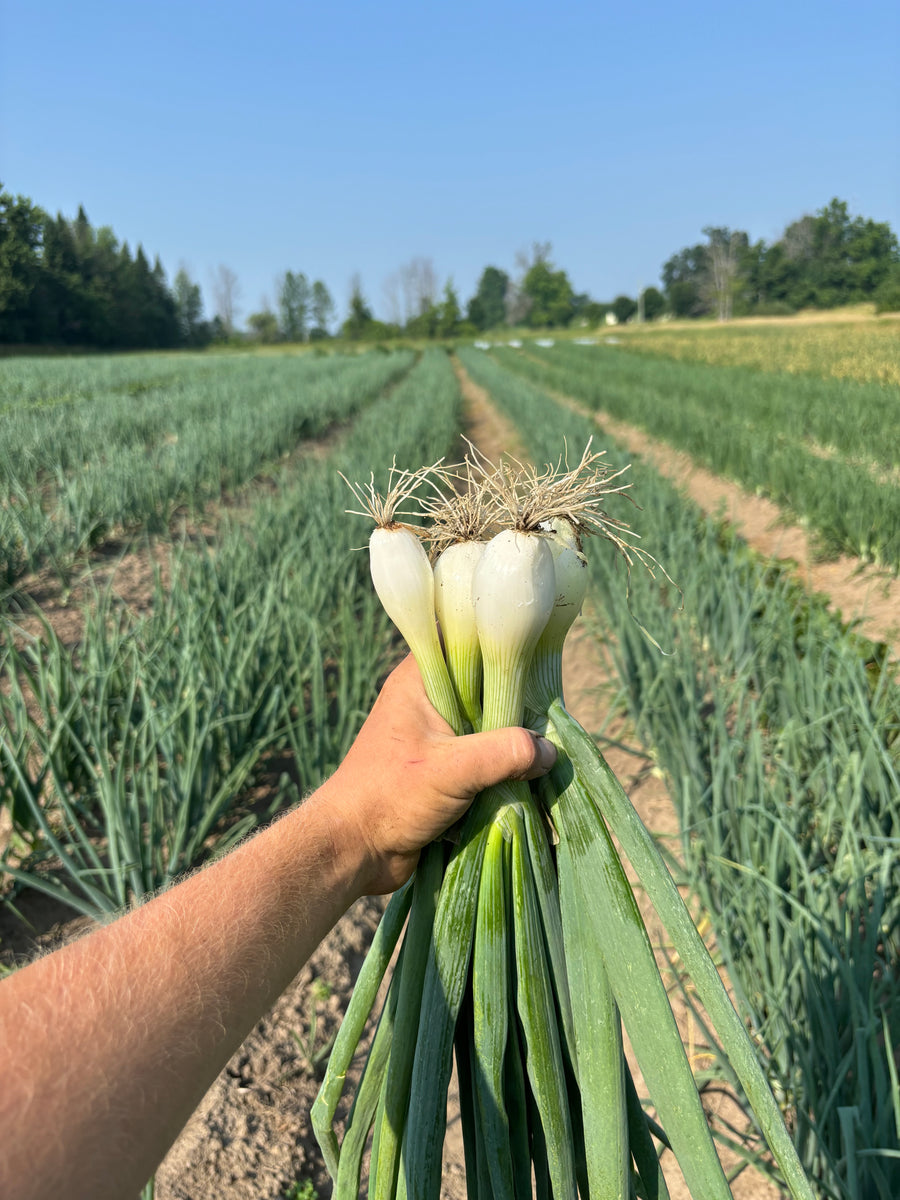 Green Onions (SNF)