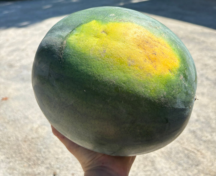 Watermelon (SNF)