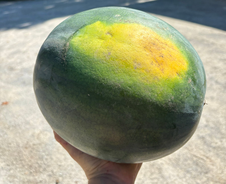 Watermelon (SNF)