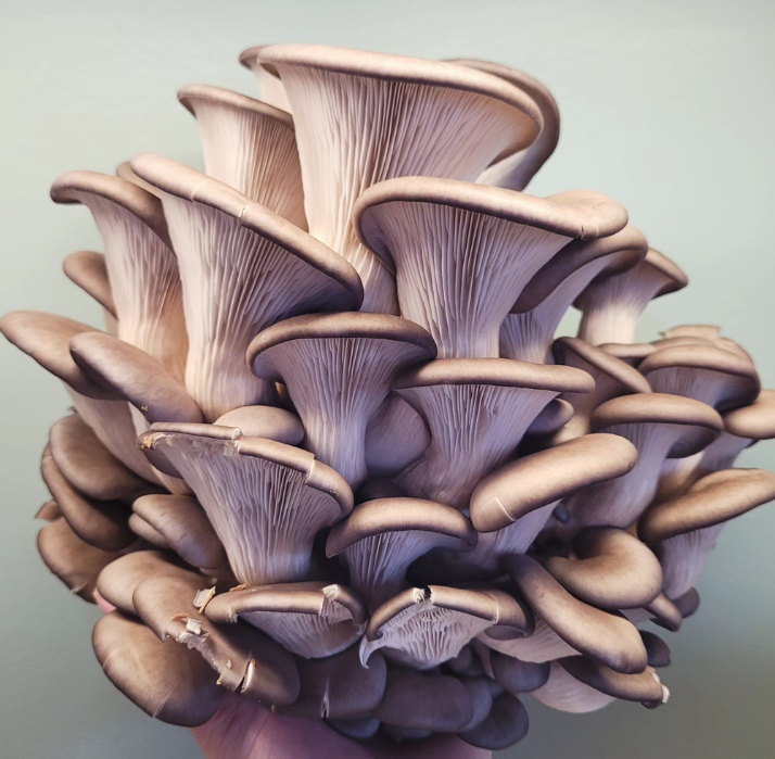 King Blue Oyster Mushrooms