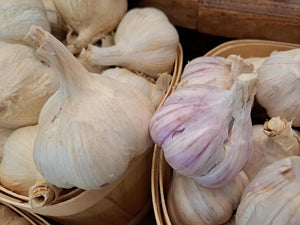 Garlic Bulbs
