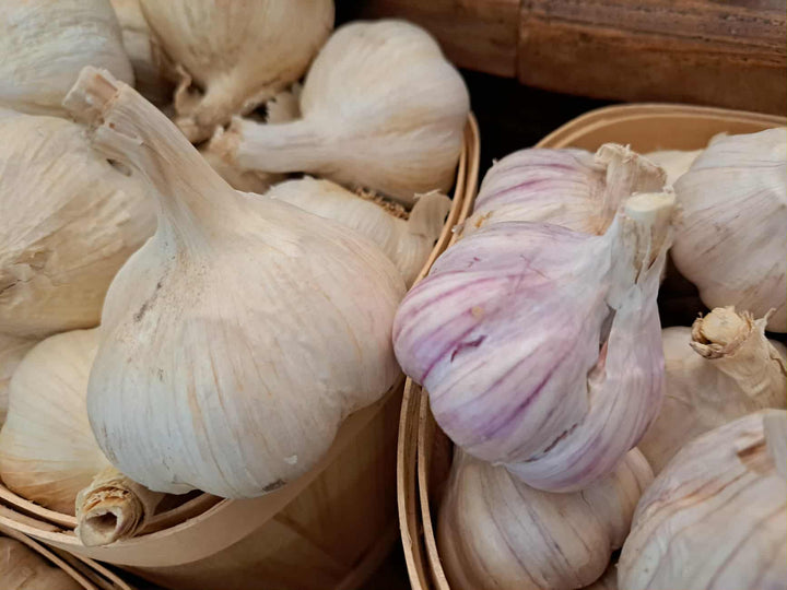 Garlic Bulbs