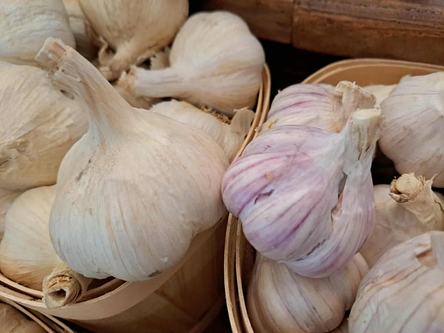 Garlic Bulbs
