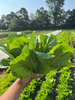 Romaine (2 heads) SNF