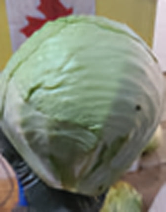 Green cabbage