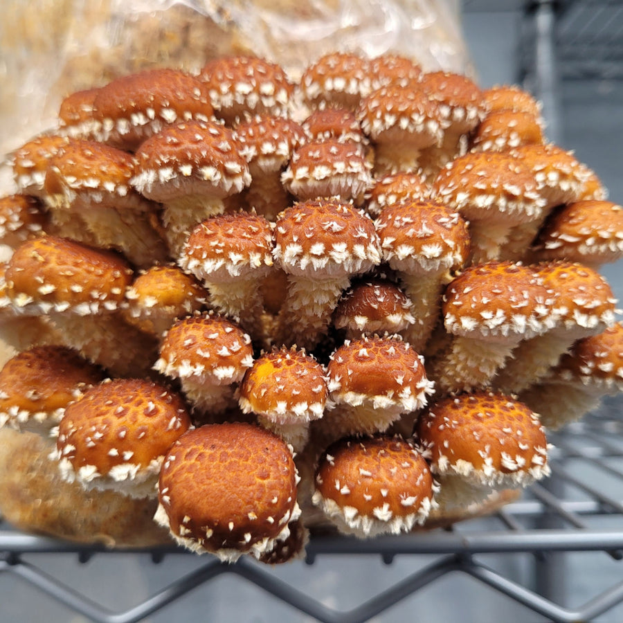 Chestnut Mushrooms