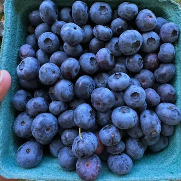 Blueberries