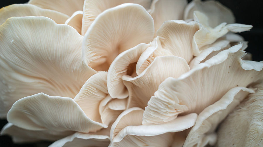 Snow White Mushrooms
