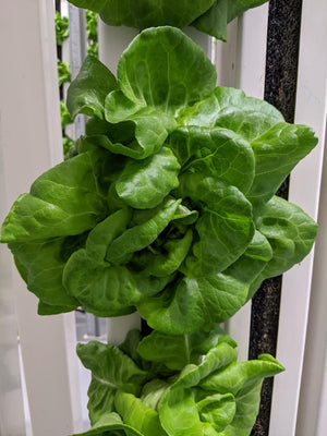 Butterhead Lettuce