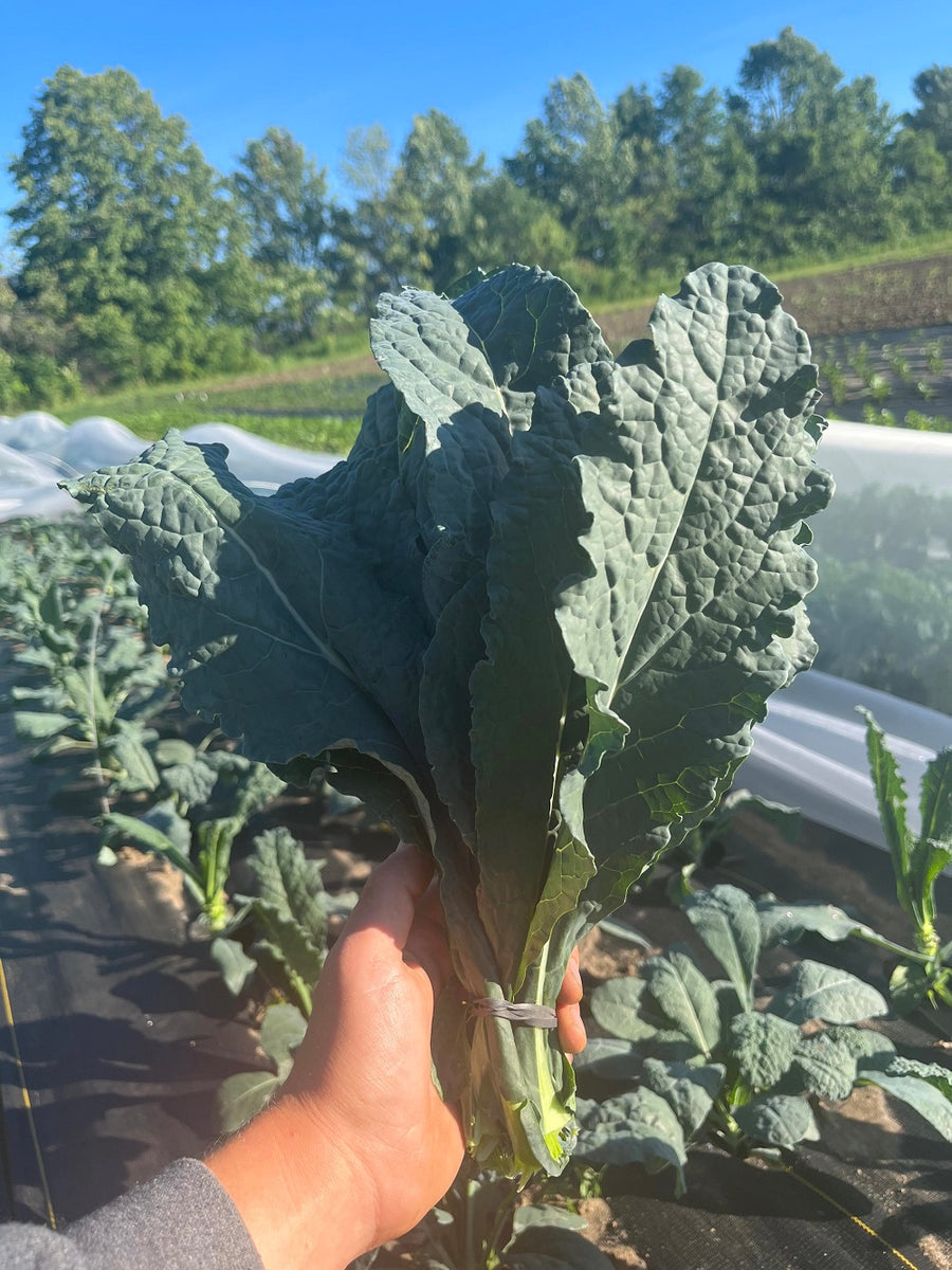 Black Kale 125 g (SNF)