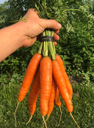 Orange Carrots (SNF)